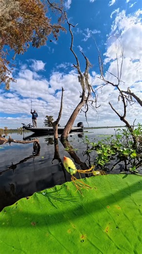 Frog fishing Caddo Lake Uncertain Texas #bass #fishing #caddolake #boat #lake