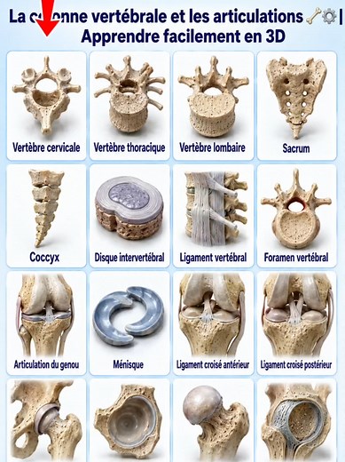 Colonne vertébrale et articulations expliquées en 3D