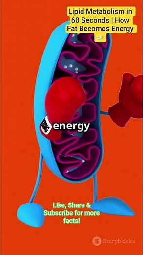Lipid Metabolism Explained in 60 Seconds | How Fat Becomes Energy 🧈 | Biotic World #shorts