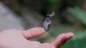 butterfly on hand. Free Video