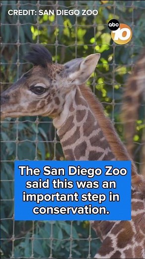 San Diego Zoo welcomes giraffe calf