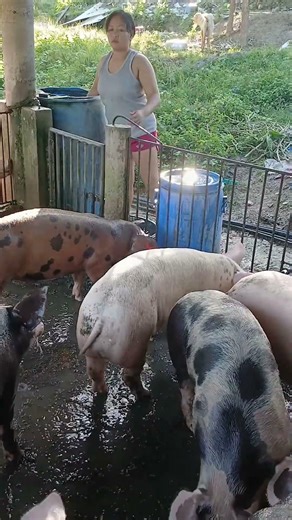Tiny Piglets Being Super Cute 🐽💞 #CuteAnimal #Piglets #AnimalWorld