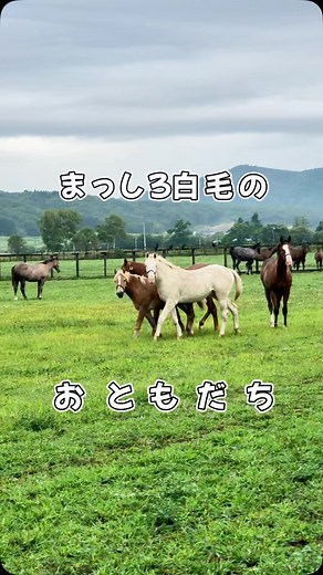 アオラキfamily🐴🤍 on Instagram: "まっしろ白毛のおともだち🐴🐴🩵🤎 #おともだち #ミルクティー #馬 #horse #馬のある生活 #馬好き #競馬 #うますたぐらむ #whitehorse #aoraki"