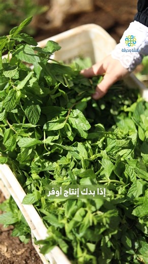 شو أهم خطوة بعد تجهيز التربة ؟ #شتلة_وحرفة | شتلة وحرفة