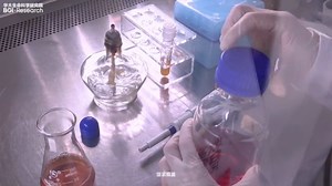 【短视频大赛】农杆菌介导的植物花瓣瞬时转化技术