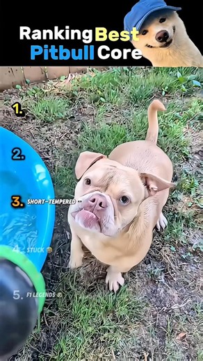Ranking The Best Pitbull Core 🐶 #usa