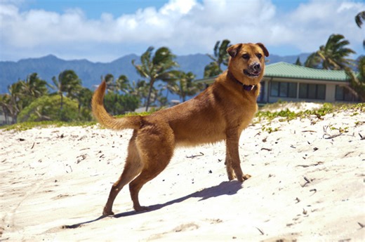70 Hawaiian Dog Names
