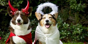 17 Insanely Adorable Halloween Costume Ideas For Your Dog