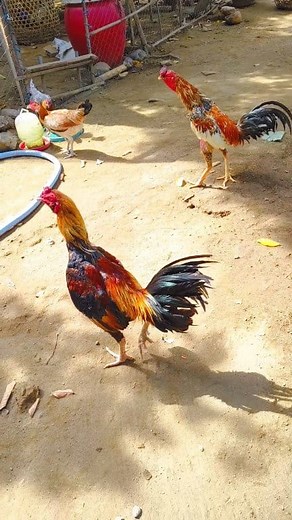 #rooster #chickenlover | Kt Eka