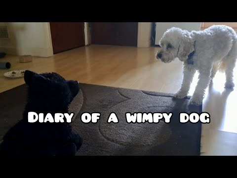 Fluffy Dog Scared Of Stuffed Toy