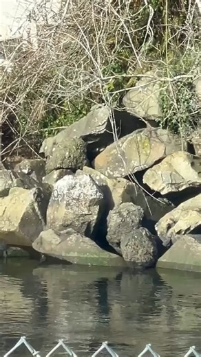 🦦River Otter Cam in the harbor today. They were super active. Up to no good I’m sure 🫶🏼 Depoe Bay, Oregon Amy Farhat | Discovering Depoe Bay Oregon