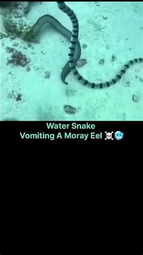 Battle between Water Snake vs Electric Moray Eel #shorts #ytshorts #nature #shortsfeed #facts