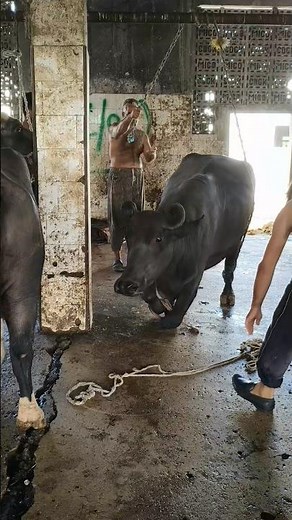 Roz Kuch Naya! Slaughter House Mein Kya Hua Dekho 😰🔪