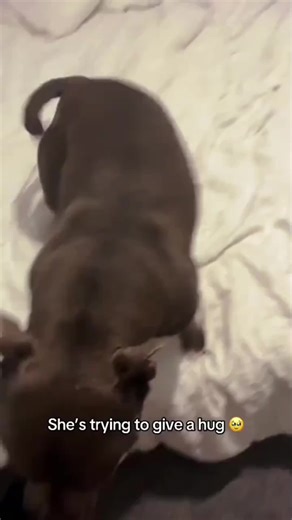Staffy Dog Interrupts Schoolwork