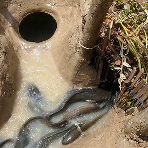 Catfishes & Mud Fishing Use Bamboo Fishing Trap & Clay Pot | Survival Technology TV