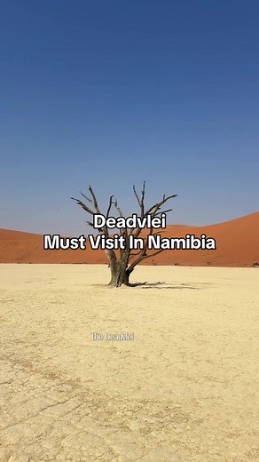 Exploring Ancient Camel Thorn Trees in Namibia