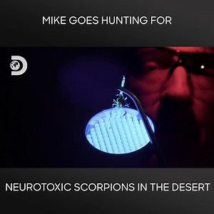 Mike joins a sweeping mission to remove toxic scorpions from the Arizona desert. #DirtyJobs | Discovery Channel Australia