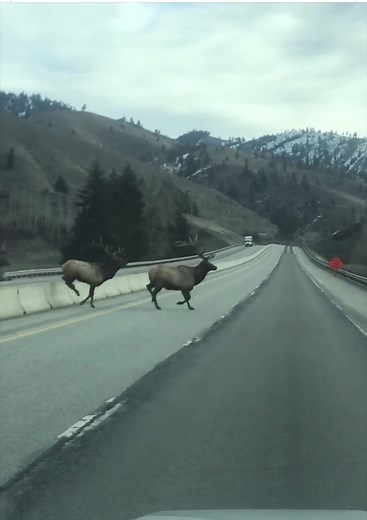 Elk Sightings in the Pacific Northwest