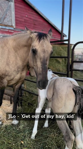 She tried to give him a little push out of her food, but he thought she was rubbing his back for him 😆♥️ #meriklewaters #littleboy #mamasboy #foalsof2024 #mare | Merikle Waters Paints & Quarters