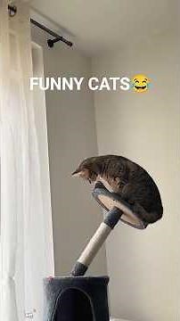 Funny cats