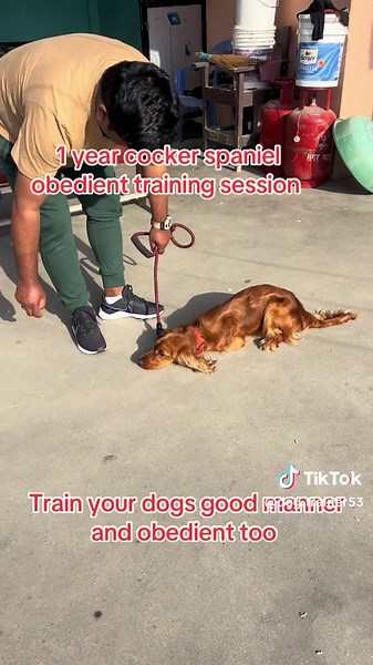 Obedient Cocker Spaniel Training Tips
