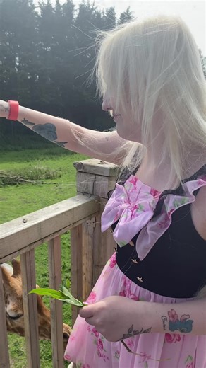 Feeding Giraffes at Blackpool Zoo: A Family Adventure