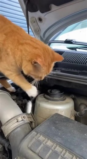 POV: You lost the 10mm socket #muddyduo #mechanictiktok #fypdong