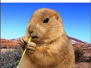 Funny DOG PLAYING HAPPY BIRTHDAY