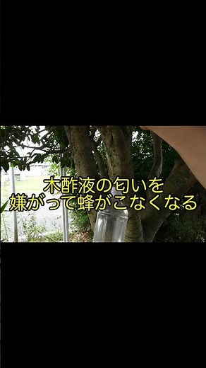 植物意外にも使える木酢液の意外な3つの使い方①足の臭い取り②蜂避け③イボ取り#shorts