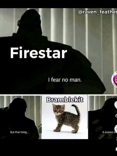 warrior cats memes #warriorcats #nocopyrightmusic #memes #cat #viral #fyy