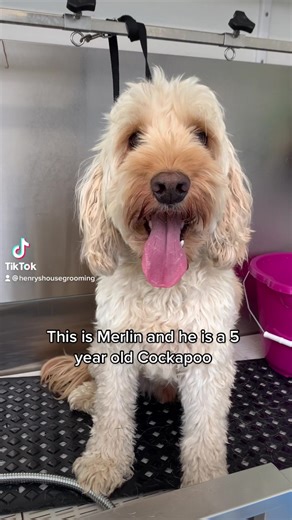 Merlin was a joy to groom 😌❤️ #dogsoftiktok #doggrooming #cockapoo #fyp #goviral #viral #GetGrafting