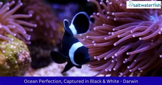 Ocean Perfection, Captured in Black & White. 🐠 Meet the stunning Darwin Clownfish, a bold twist on the beloved classic. With its deep black body, pure white stripes, and calm demeanor, it brings refined elegance and contrast to any reef tank. ✨ Captive-bred for quality. Perfect for peaceful aquariums. 👉 Shop Now: https://www.saltwaterfish.com/product-darwin-ocellaris-clownfish #DarwinClownfish #SaltwaterFish #MarineAquarium #ReefLife | Saltwaterfish.com