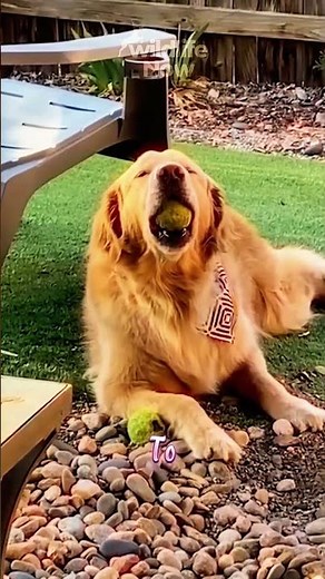 Golden Retriever Guide: Personality, Care, and Training Tips