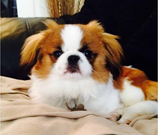 Pekachi: The Affectionate And Devoted Companion Dog