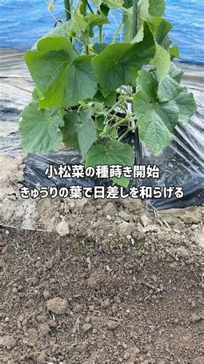 きゅうりの影に小松菜の種蒔き！30センチほど離れた場所に蒔きます。お昼間の強い日差しを遮り発芽して葉が焼けることを防ぎます。完全に影にならないように注意が必要です #家庭菜園 #小松菜 #種蒔き