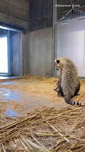 ★6頭のチーターの赤ちゃん★ 3月28日生まれの3頭の様子をお届け♪ エンドレス追いかけっこ 開幕！！ | アドベンチャーワールド（Adventure world）