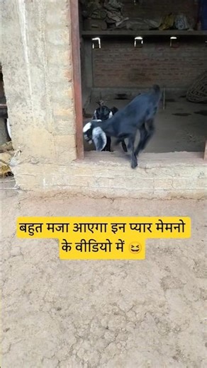 बकरी के बच्चे की खतरनाक मस्ती 😂 | Funny Goat Kids Jumping #shorts #kids #funny