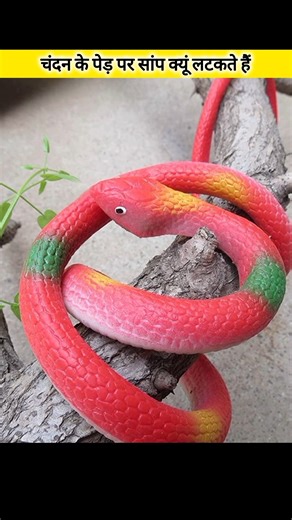 chandan tree🌴 #facts #amanzingfacts #shorts #factinhindi #factmine #chandan #tree #snake #ytshorts