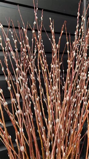 Salix purpurea Cohu Blue. It’s always the first willow to produce catkins here. Tiny, perfect, silvery, softness to put into a vase or add to a spring bouquet. 😊 Lovely rods for basketry if cut before the buds break too 😊 #basketry #floristry #willow #pussywillow | Cherry Tree Willow