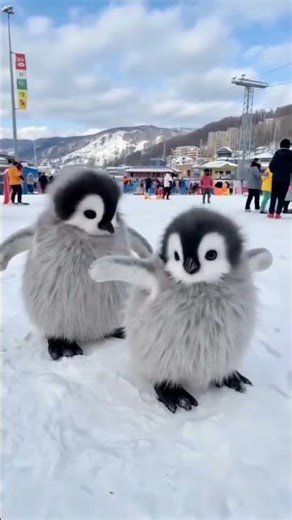 My Realistic PenguinMP4