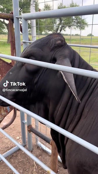 Natural Breeding Techniques for Brahman Cattle