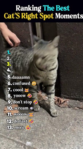 😹 Ranking the Best "Cat's Right Spot" Moments! | Funny Falls