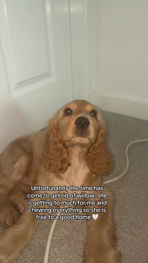 Finding a Loving Home for Willow the Cocker Spaniel
