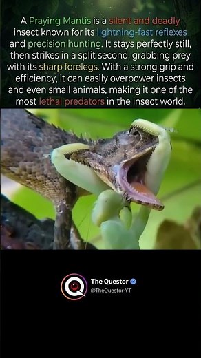 The Praying mantis #intrestingfacts #facts #tremendousfacts #animals