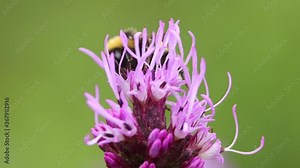 Super closeup of buff tailed bumblebee on top of Liatris Spicata or bottle brush flower feeding on its nectar and flying away against a smooth blurred out of focus natural bright green background