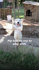 From loneliness to love 💛 Pip now spends his days safe indoors with a family who adores him. His joy is the sweetest reminder of why PETA’s Community Animal Project never stops fighting for individuals like him 🐾 | PETA (People for the Ethical Treatment of Animals)