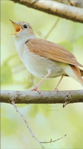 Beautiful Morning Bird Chirping with Nightingale Song | Relaxing Nature Sounds for Study & Focus
