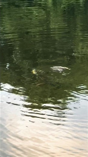 Snapping turtle snags a meal from 3 younger turtles (stay till the end) #turtleday #nature