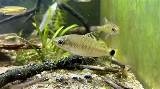 【东南亚原生】卡朋纹唇鱼Osteochilus kappenii
