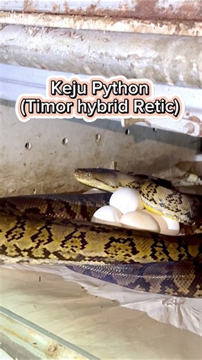 เก็บไข่งูเหลือม Keju Python (Timor Hybrid Retic ) #งูเหลือม #เก็บไข่งู #RFreptile | RF Reptile Factory